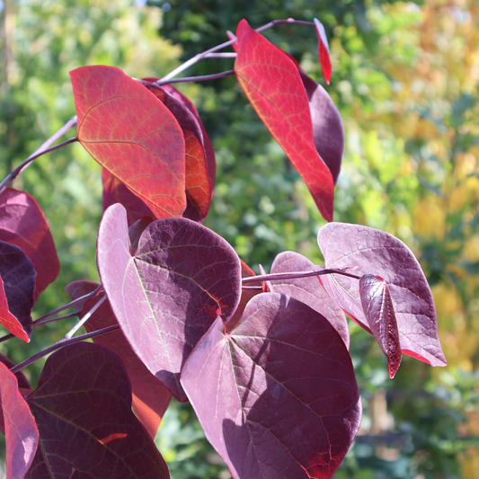 All About Cercis Canadensis 'Forest Pansy' Evergreen Trees Direct