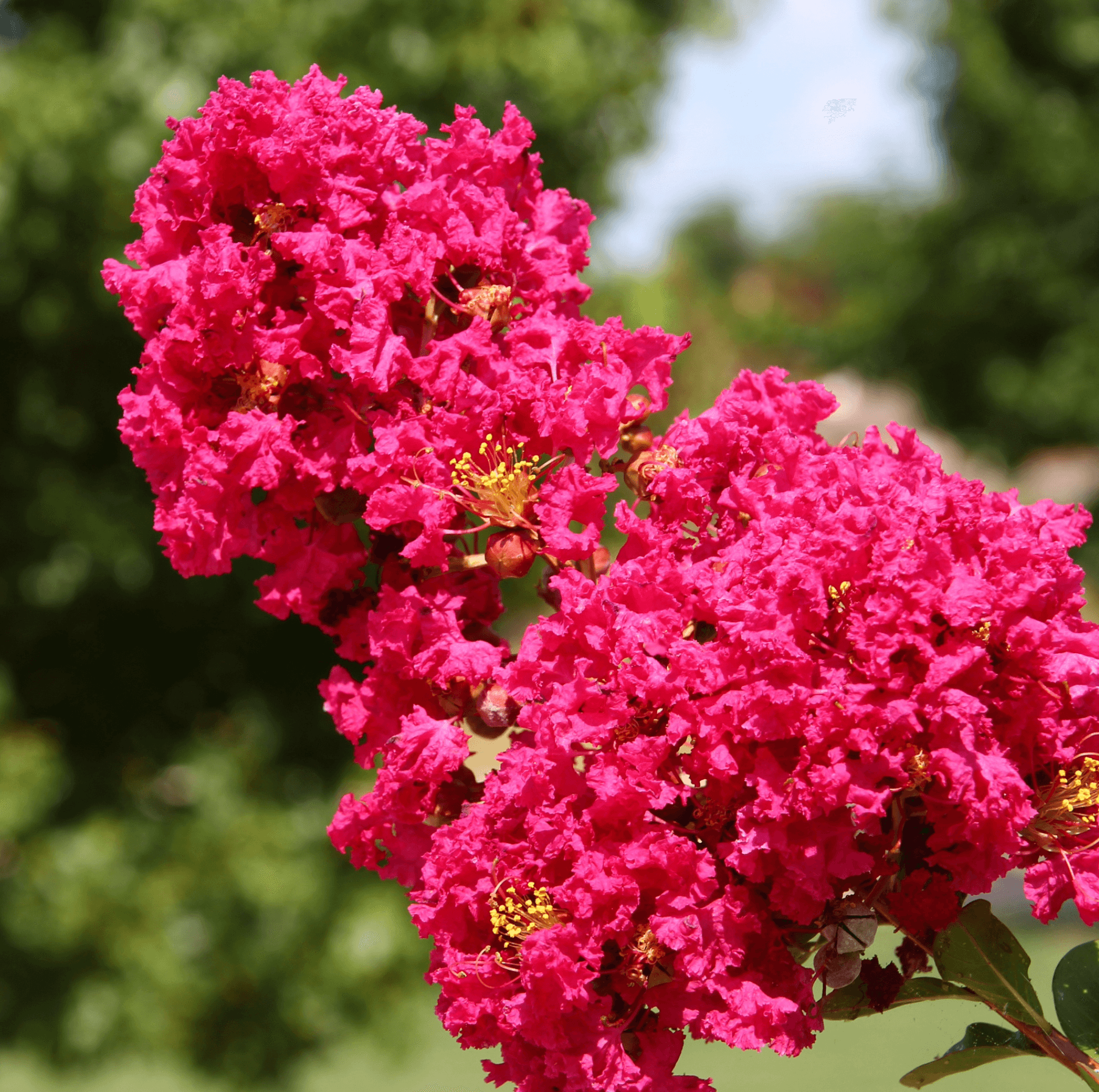 Crepe Myrtle Planting Guide Evergreen Trees Direct
