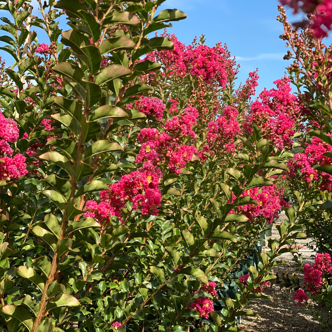 How To Grow And Care For Crepe Myrtles (Lagerstroemia Indica) - Evergreen Trees Direct Evergreen Trees Direct