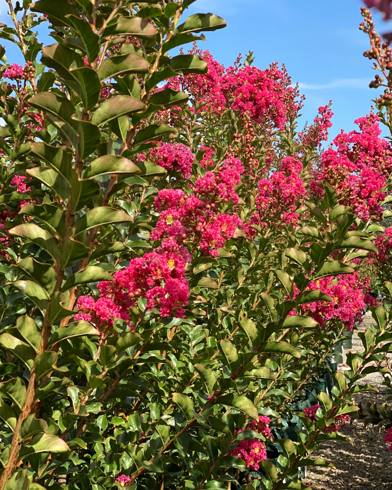 How to Grow and Care for Crepe Myrtles in Australia