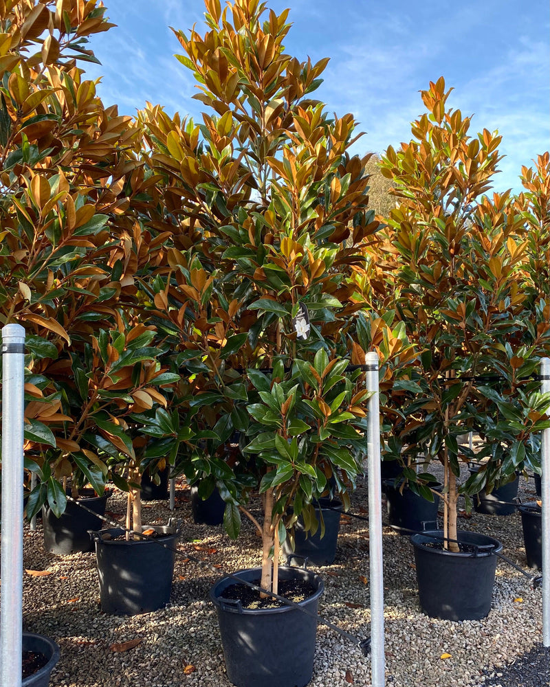 How to Buy Established Advanced Trees in Australia