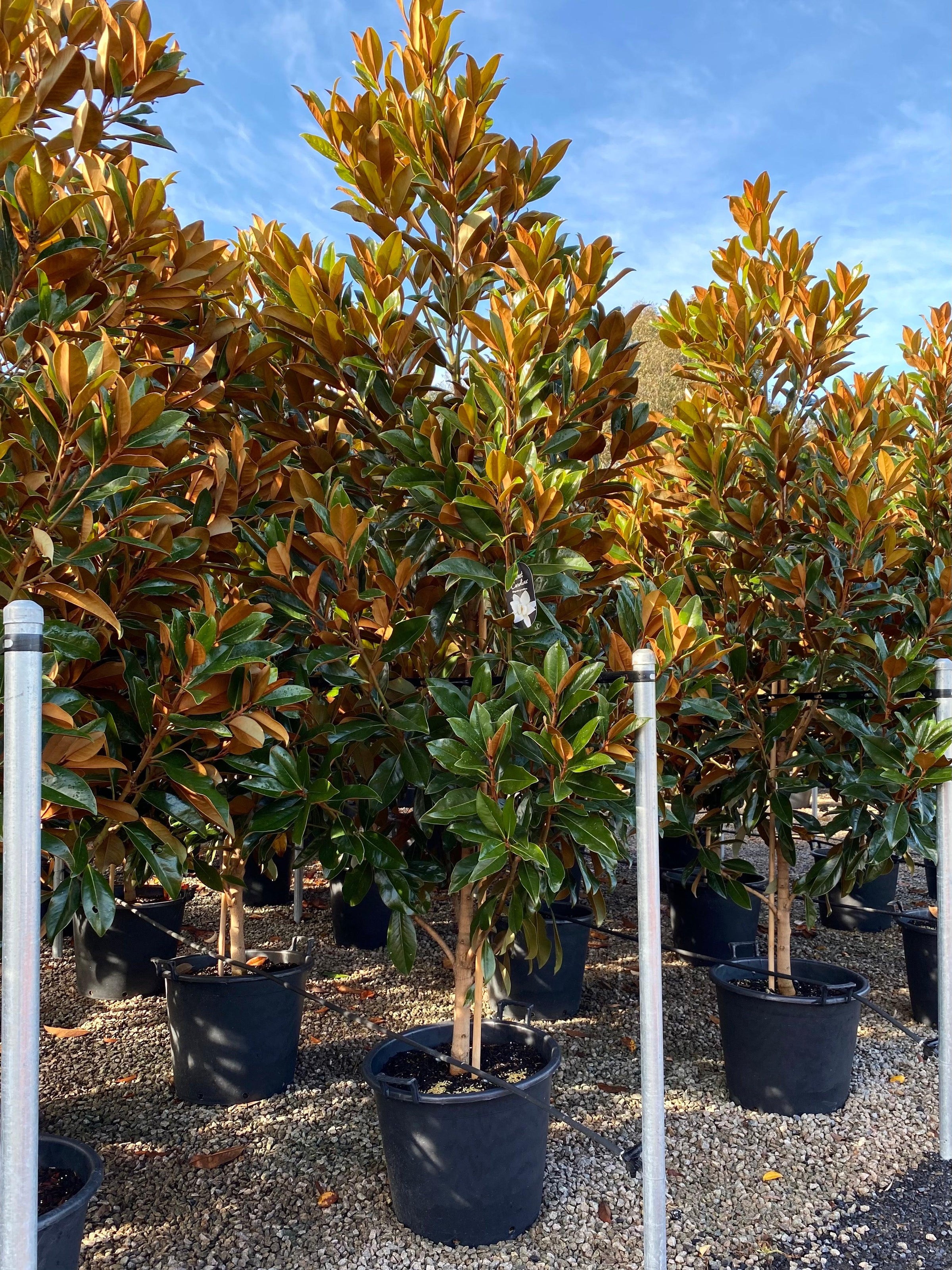How to Buy Established Advanced Trees in Australia