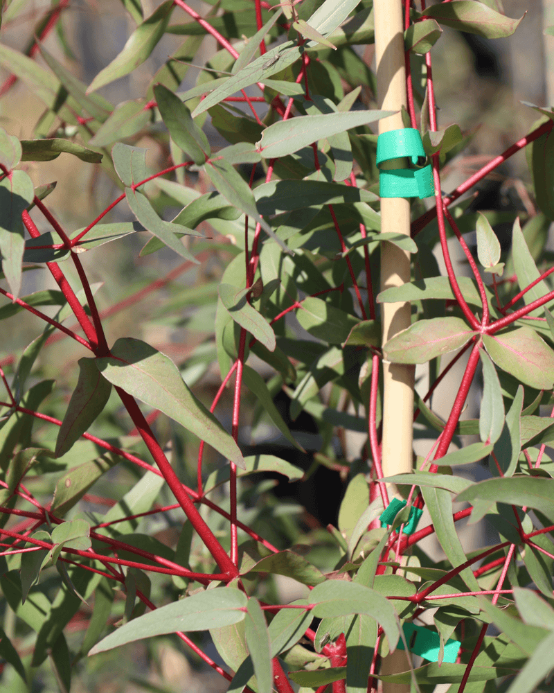 Eucalyptus pauciflora (Snow Gum): All You Need to Know