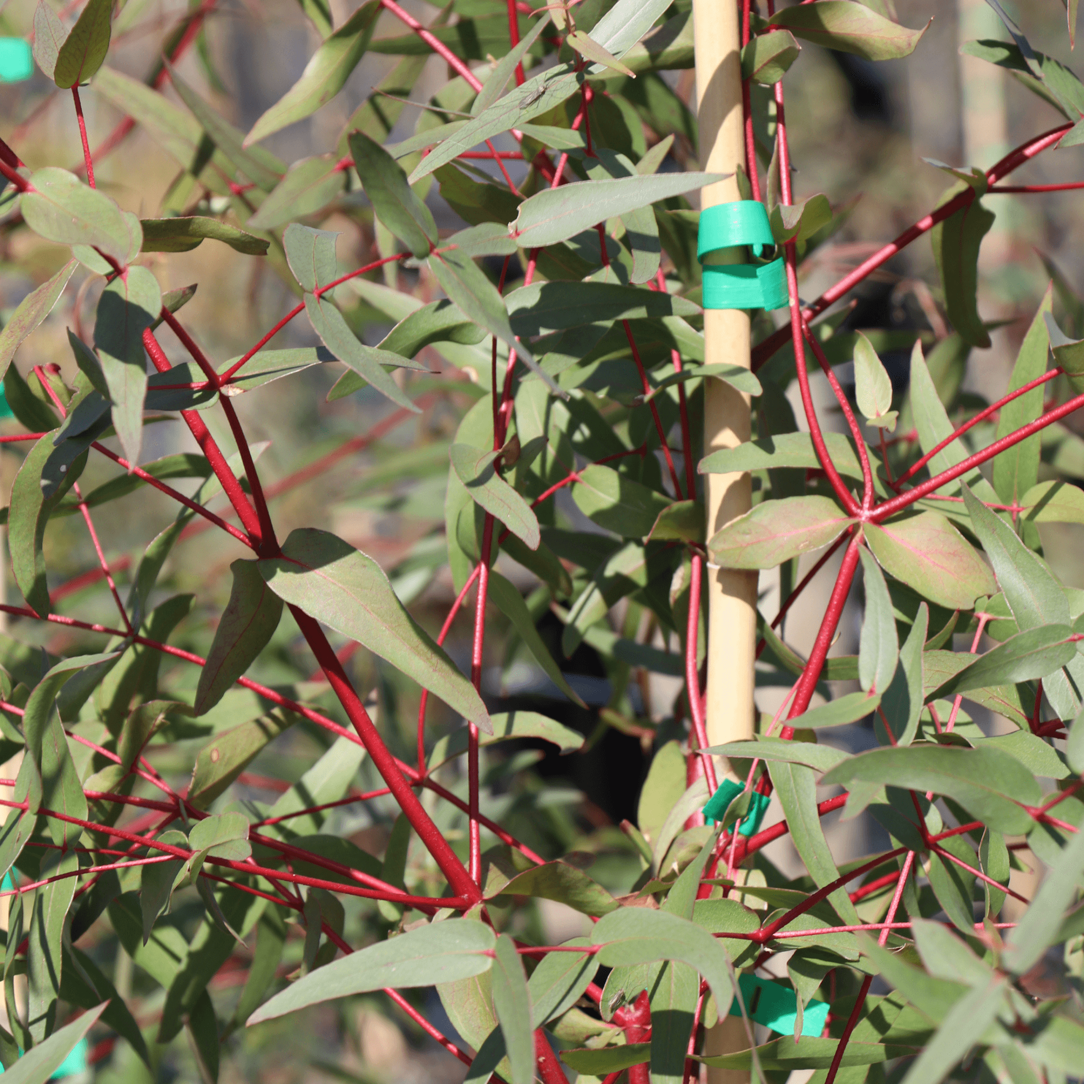Eucalyptus pauciflora (Snow Gum): All You Need to Know