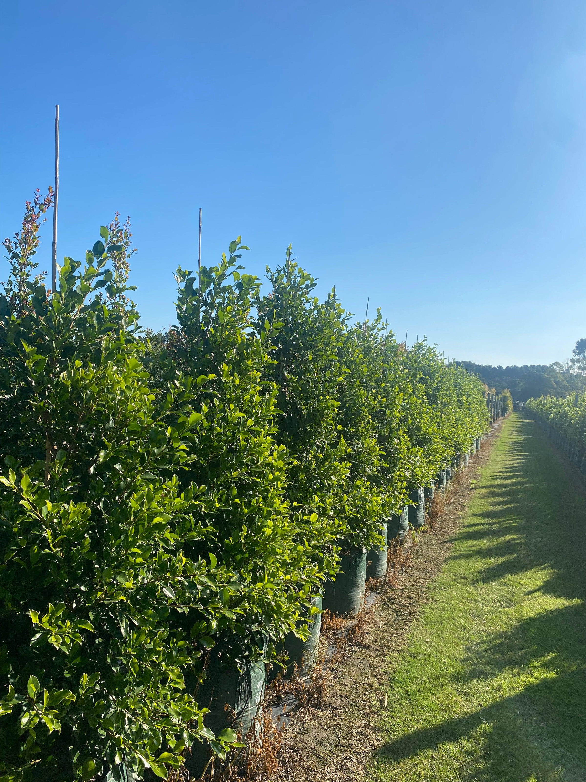 Best Evergreen Trees: Our 6 Reliable Picks