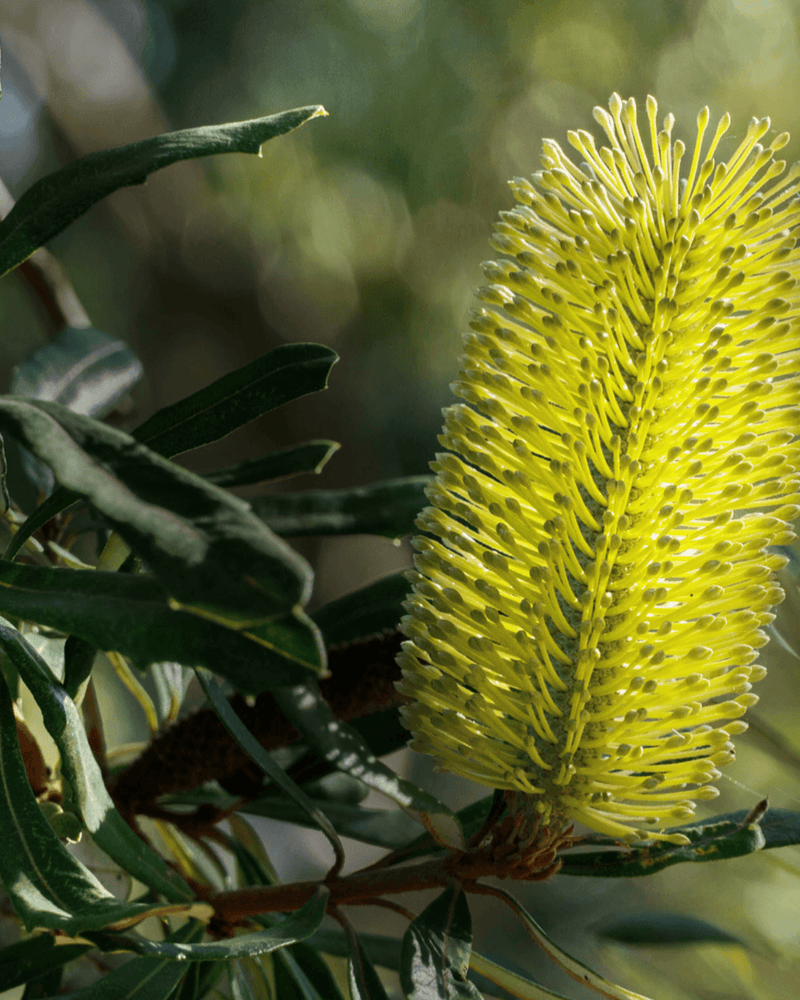 Everything You Need to Know About Banksia Integrifolia