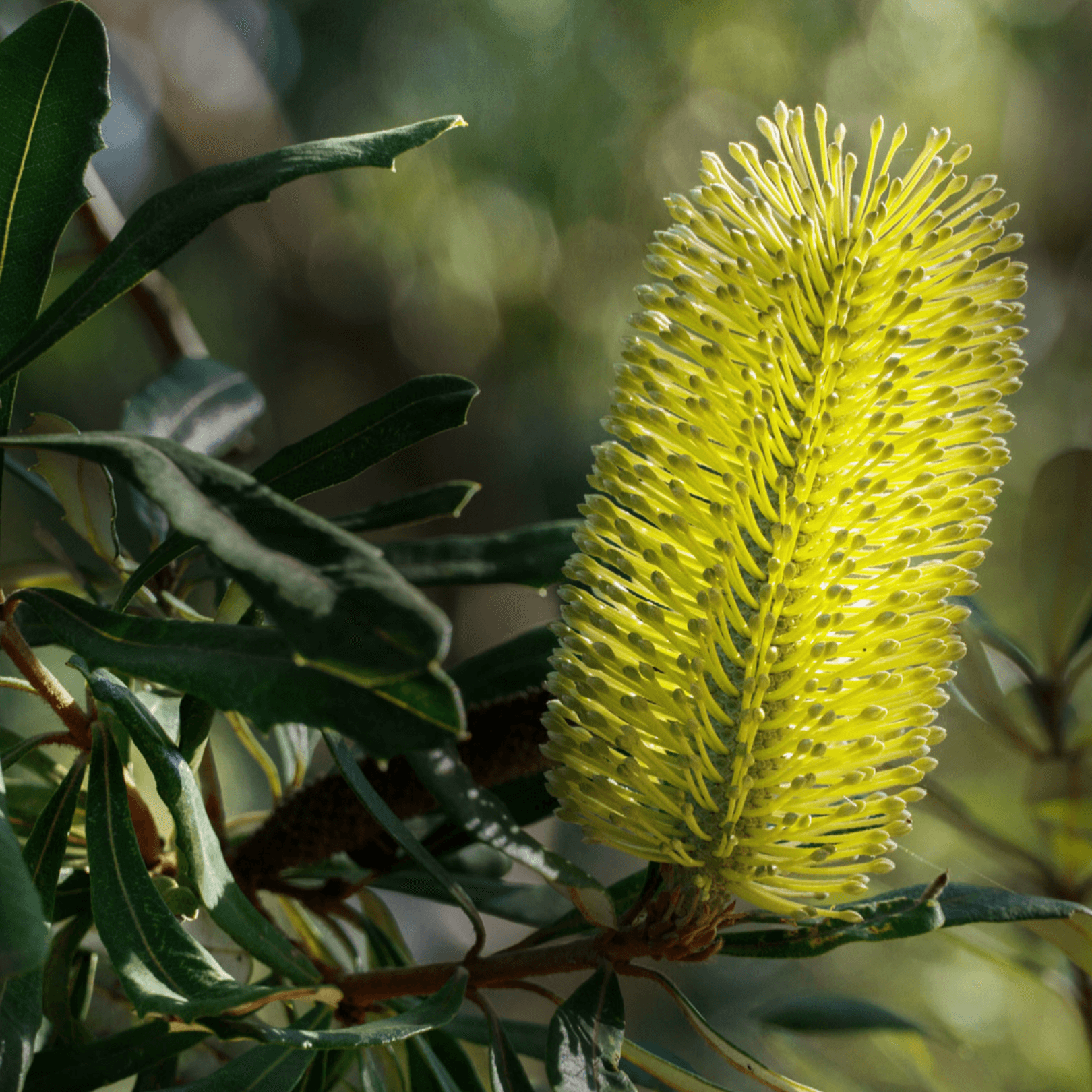 Everything You Need to Know About Banksia Integrifolia