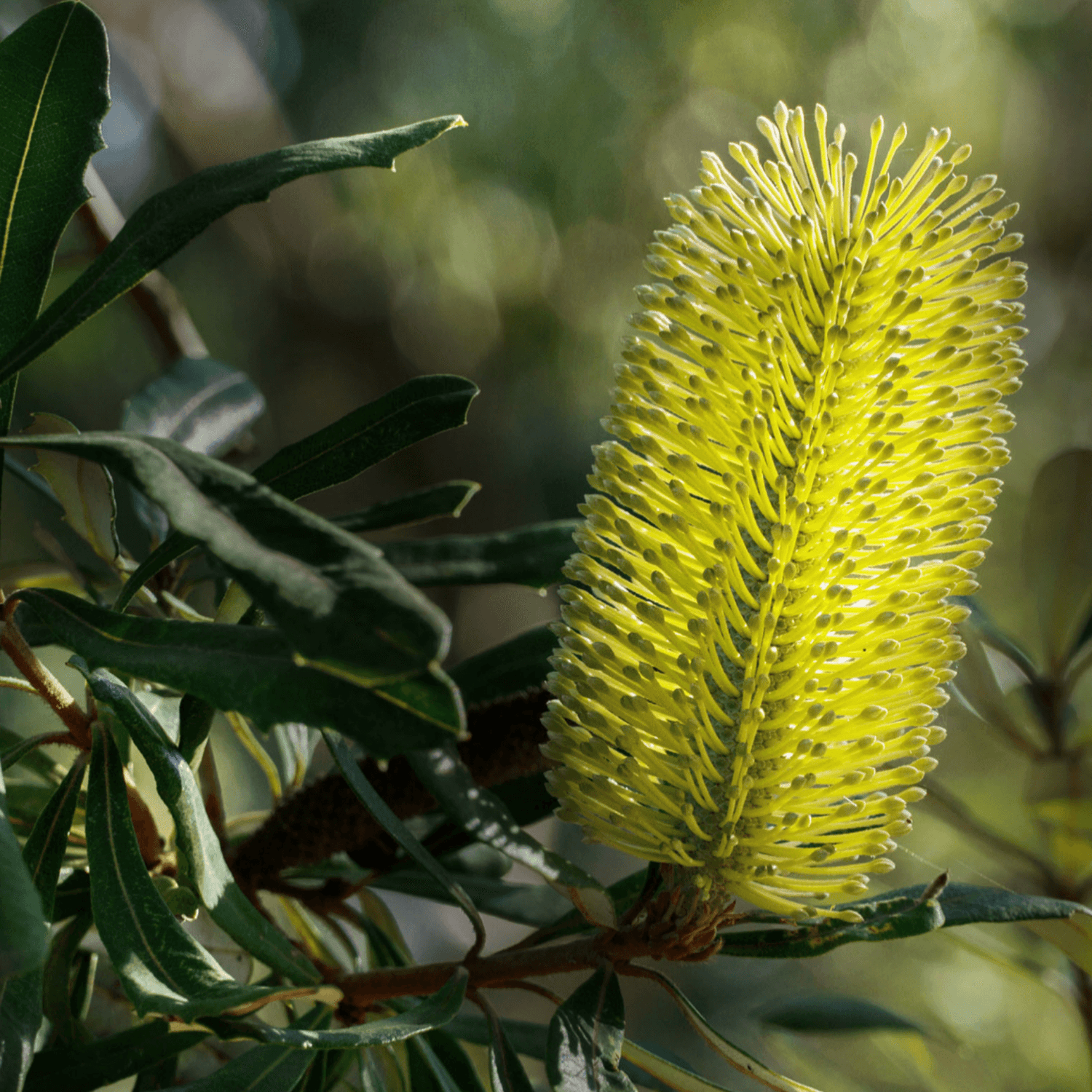 Everything You Need to Know About Banksia Integrifolia Evergreen Trees Direct