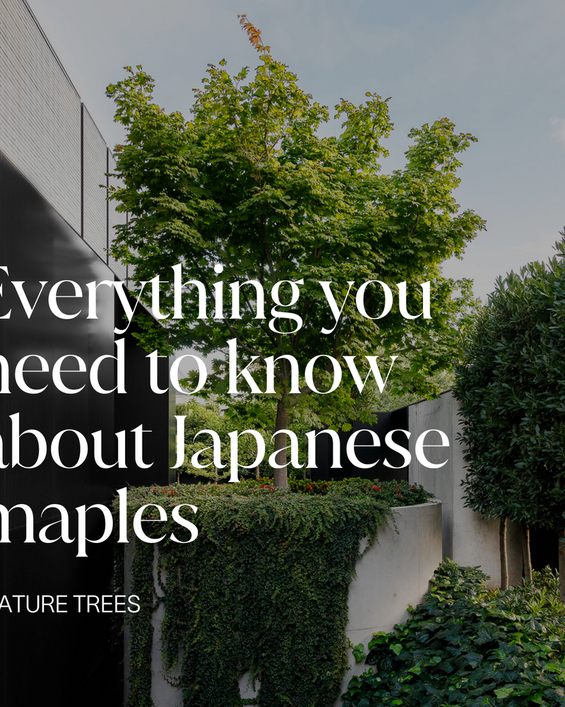 Everything You Need to Know About Japanese Maples (Australian Guide)