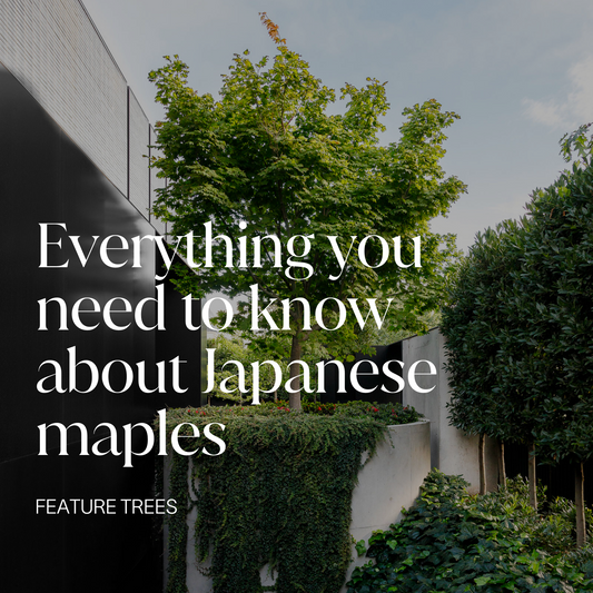 Everything you need to know about Japanese maples Evergreen Trees Direct