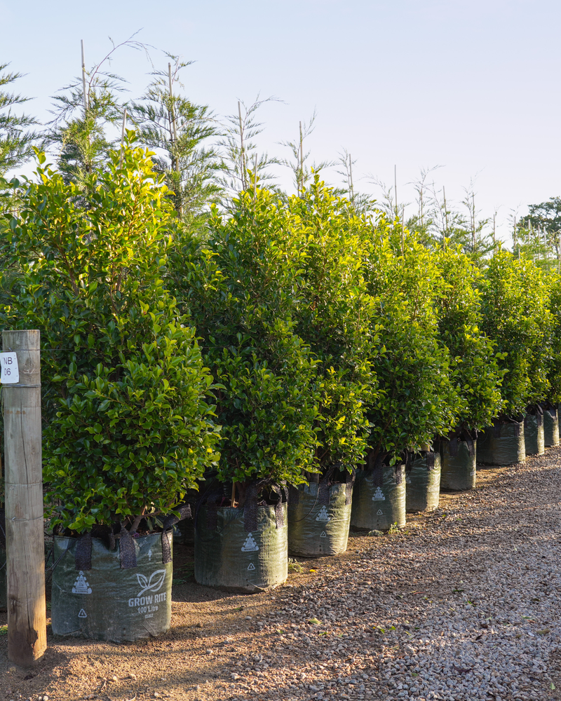 Fast-Growing, Low-Maintenance and Dense Hedging: Our Top 3 Options for an Australian Property Line