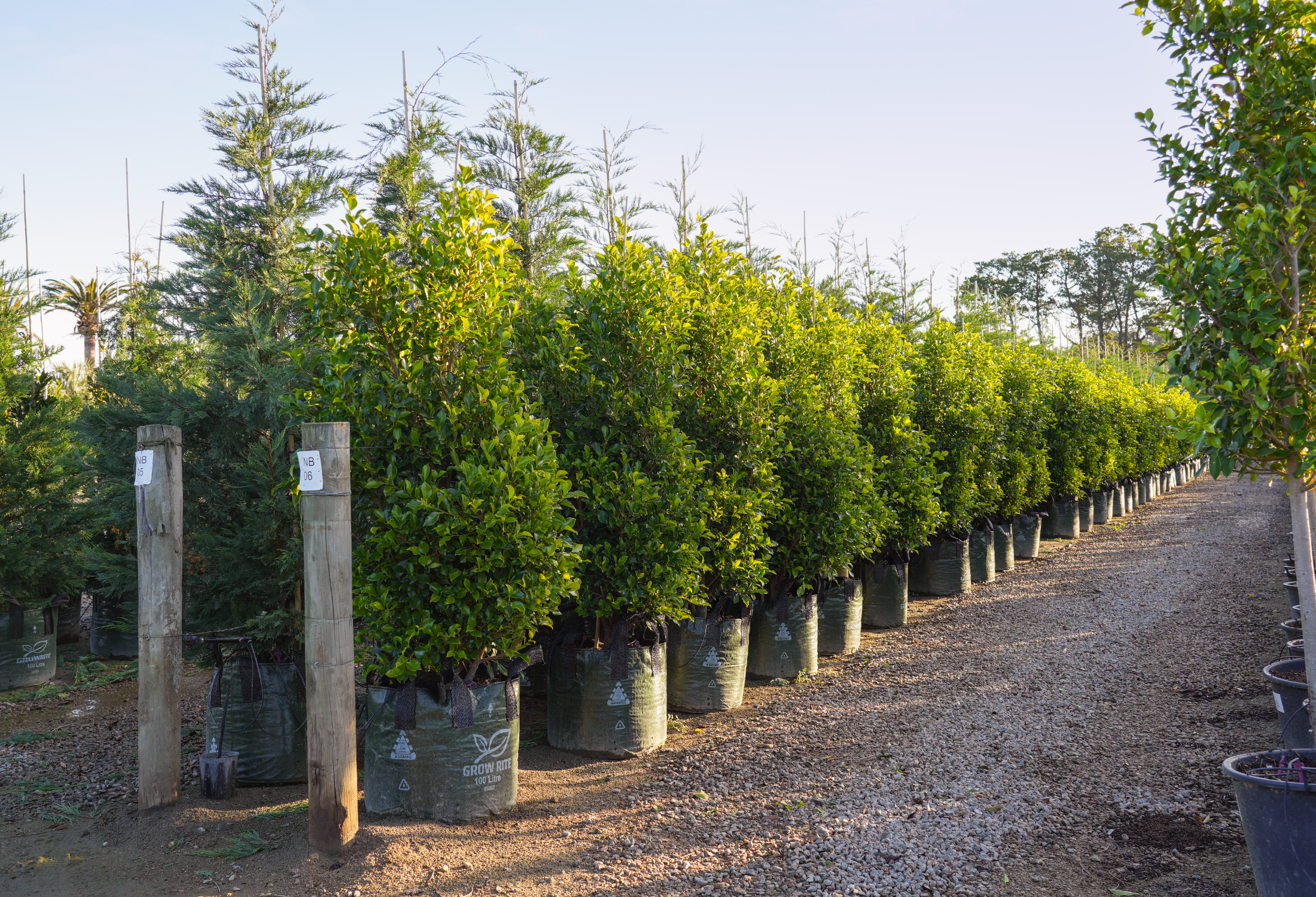 Fast-Growing, Low-Maintenance and Dense Hedging: Our Top 3 Options for a Property Line