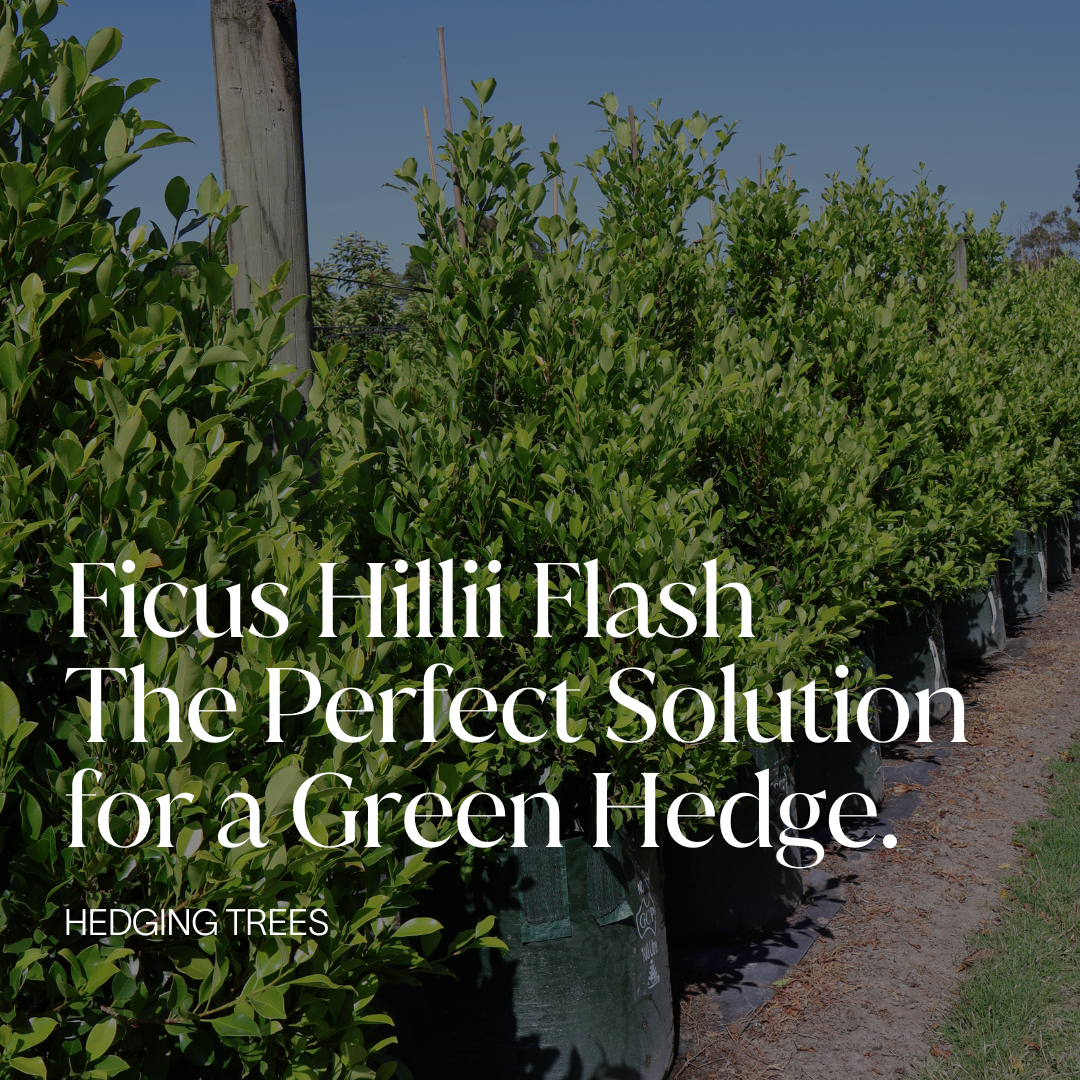 Ficus Hillii Flash: The Perfect Solution for a Green Hedge Evergreen Trees Direct