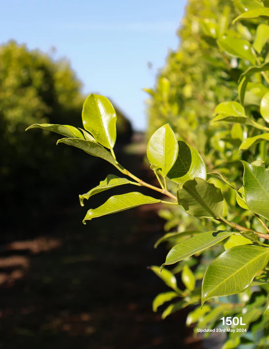 How to Choose Quality Trees: Focus on Root Health