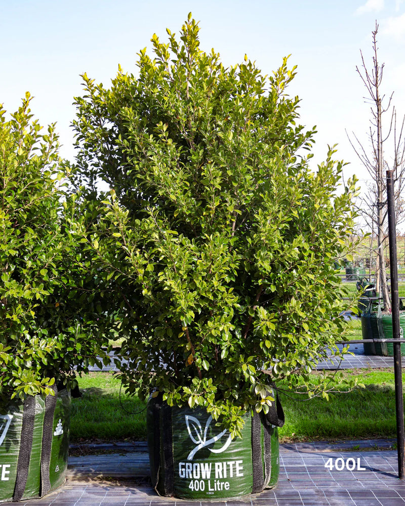Choosing the Right Trees for a Low-Maintenance Garden