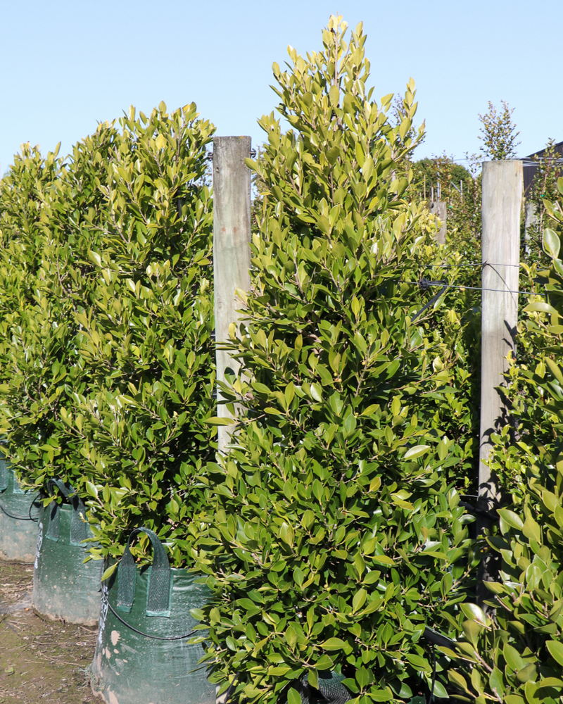 Ficus Hillii 'Flash' vs Ficus Hillii: Which Hedge Should You Choose?