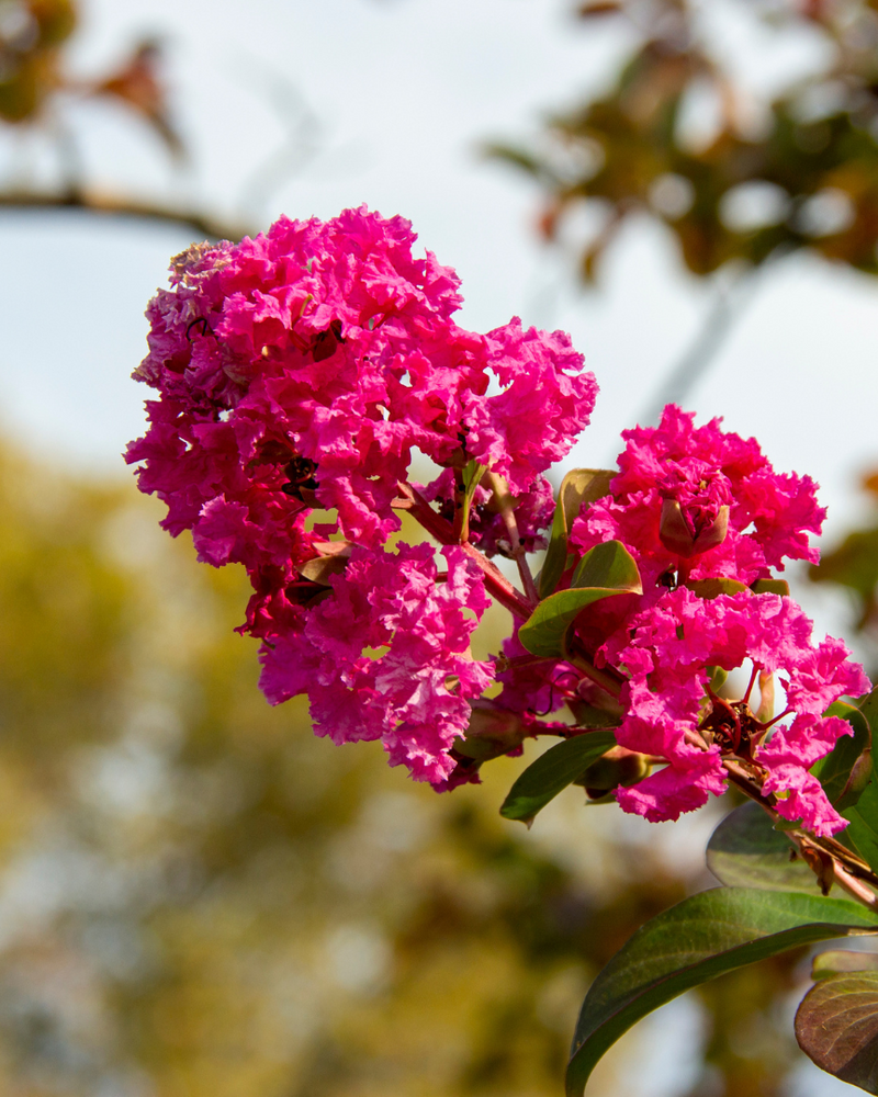 Flowering Trees: 6 Picks for a Year of Garden Colour
