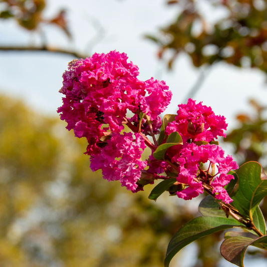 Add Colour to Your Garden with These Flowering Trees