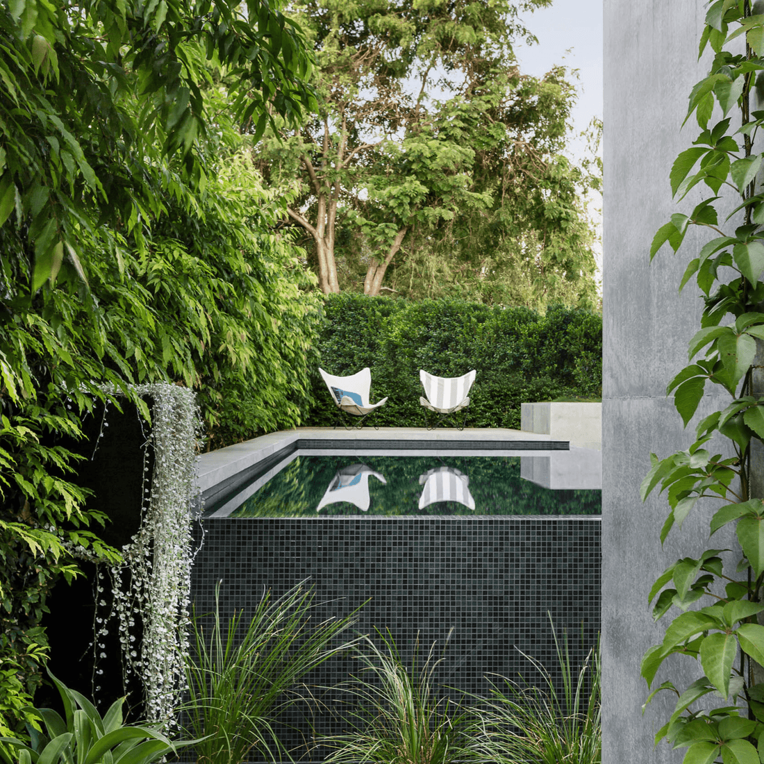 Hedging Plants (our Evergreen Trees Direct