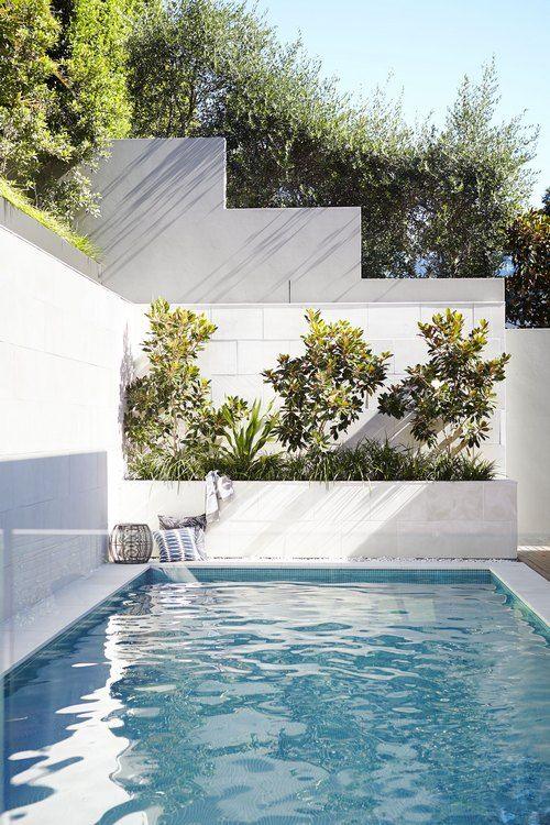 How to Plant and Care for a Magnolia Tree in Australia