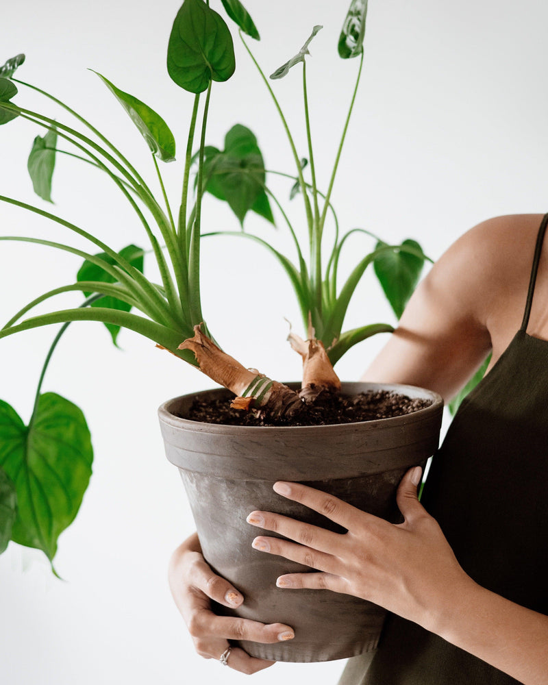 Outdoor Evergreens for Air Quality and Garden Wellbeing