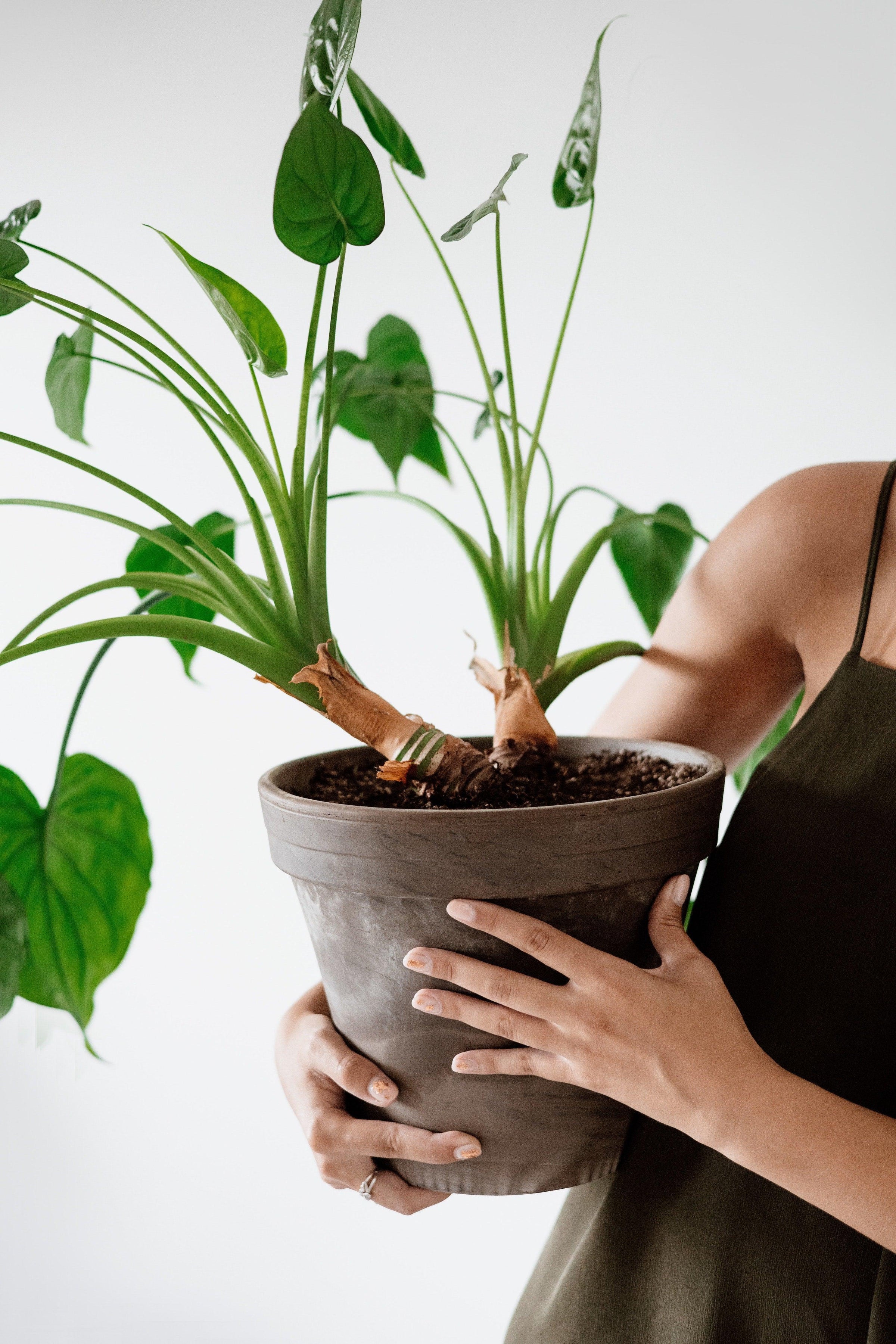 Outdoor Evergreens for Air Quality and Garden Wellbeing