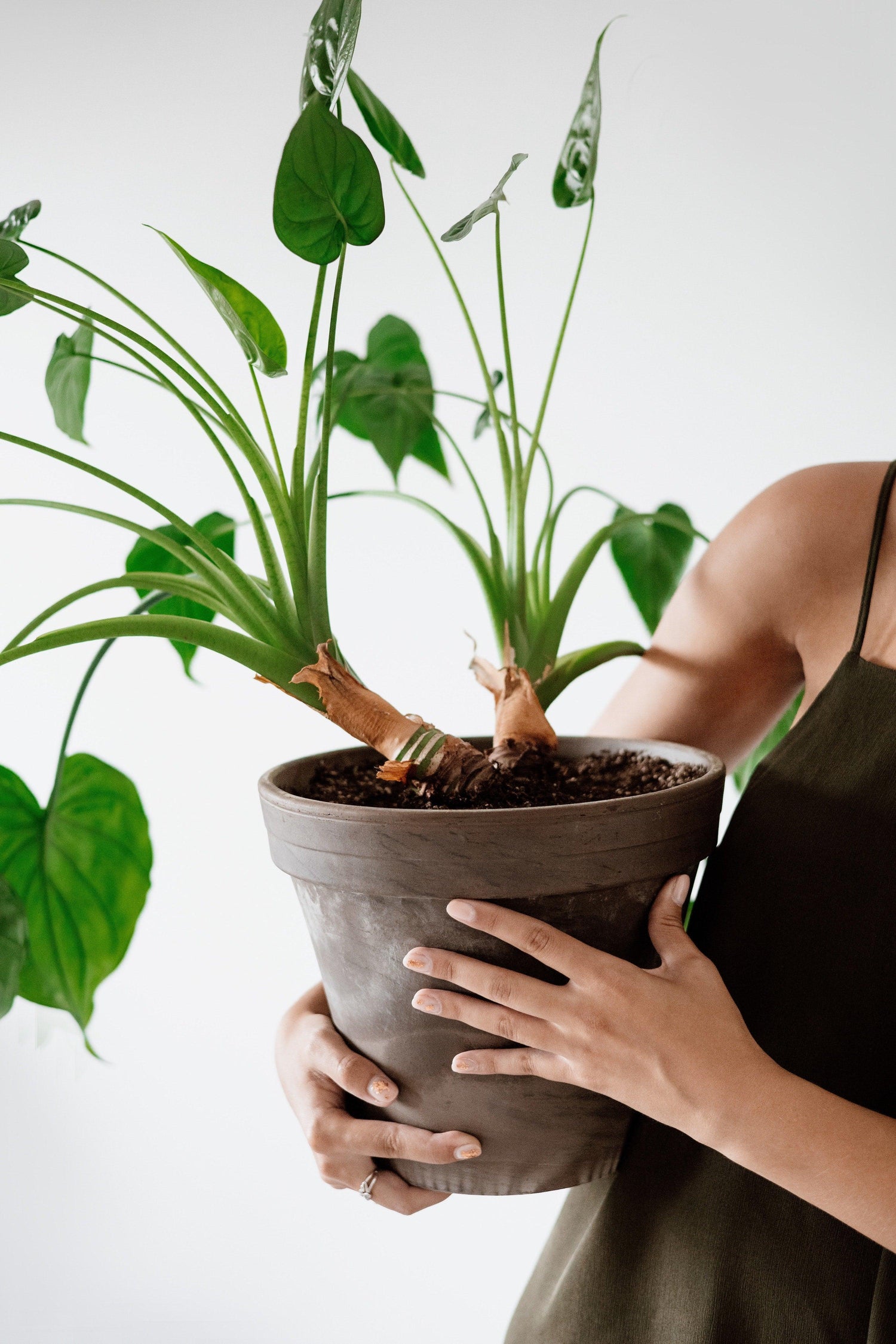 Indoor Plants: Why They’re Good for Your Health and the Air Evergreen Trees Direct