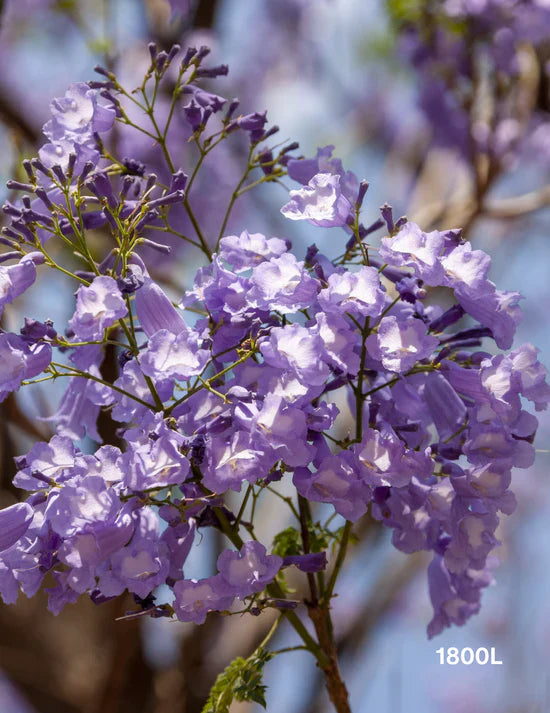 Best Shade Trees for Your Garden: 5 Picks for a Cool Summer