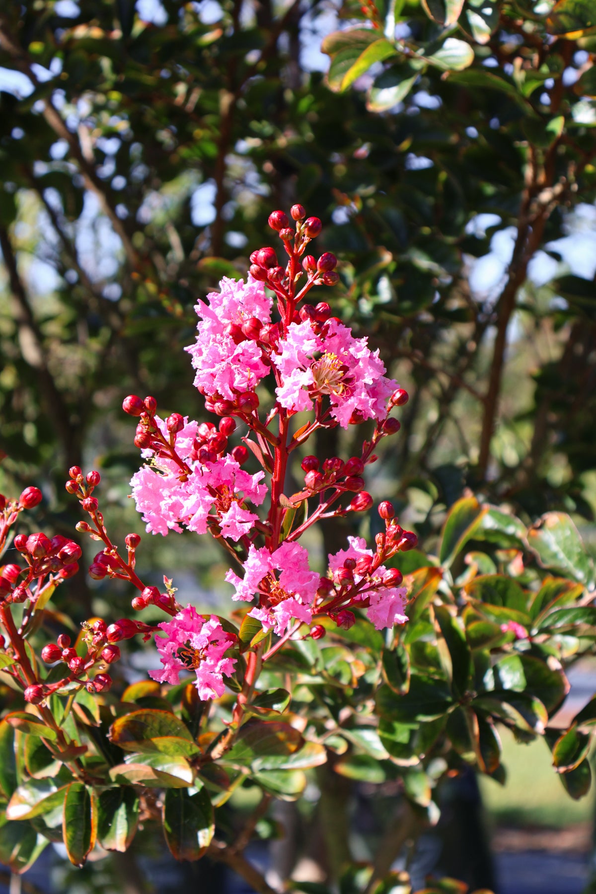 10 Tips for Successful Summer Tree Planting