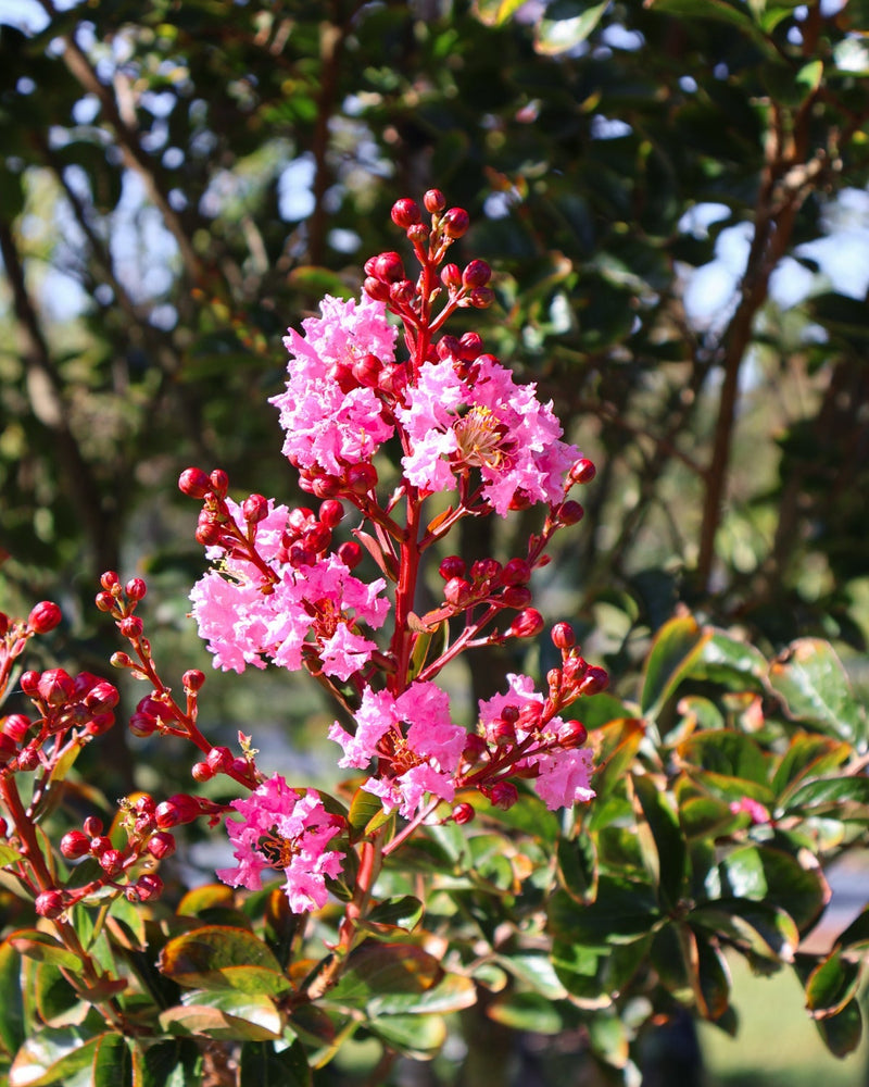10 Tips for Successful Summer Tree Planting