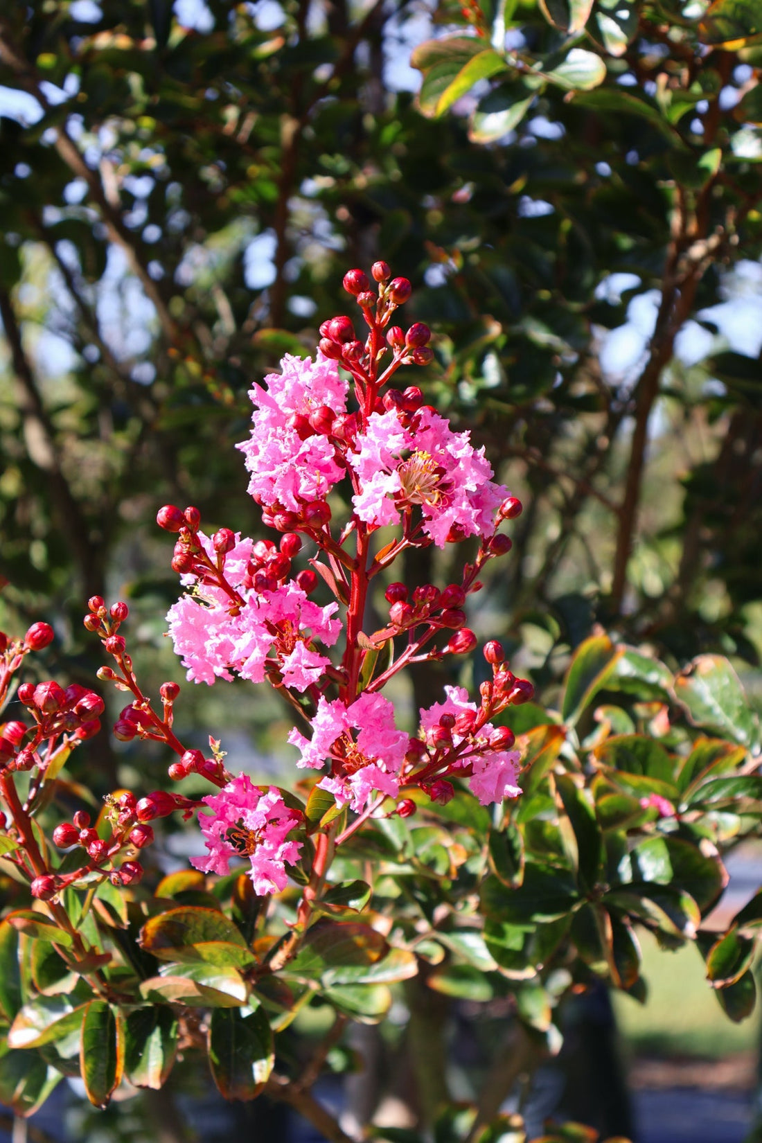 10 Tips for Successful Summer Tree Planting