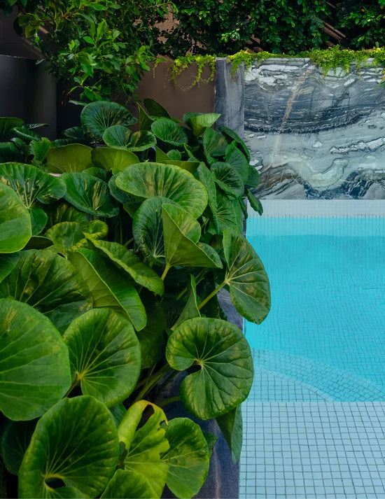 Layering Plants for a Beautiful Side Entranceway