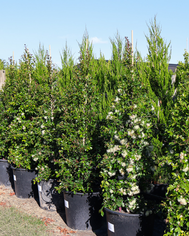 The Best Lilly Pilly Variety for Your Garden