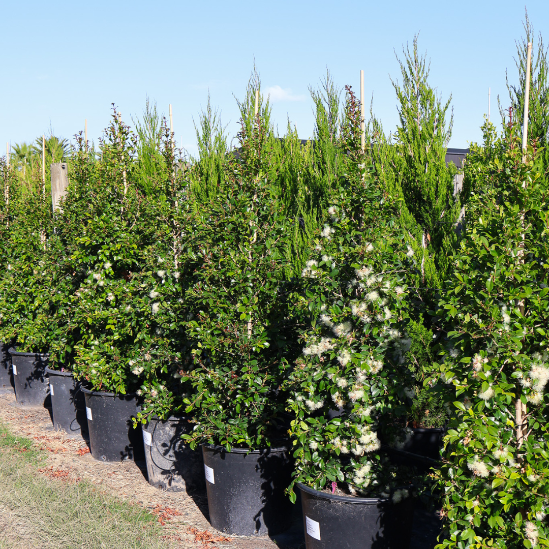 The Best Lilly Pilly Variety for Your Garden