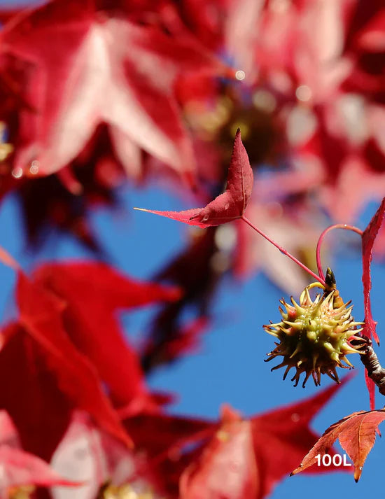 How to Improve Clay Soil for Healthier Tree Growth