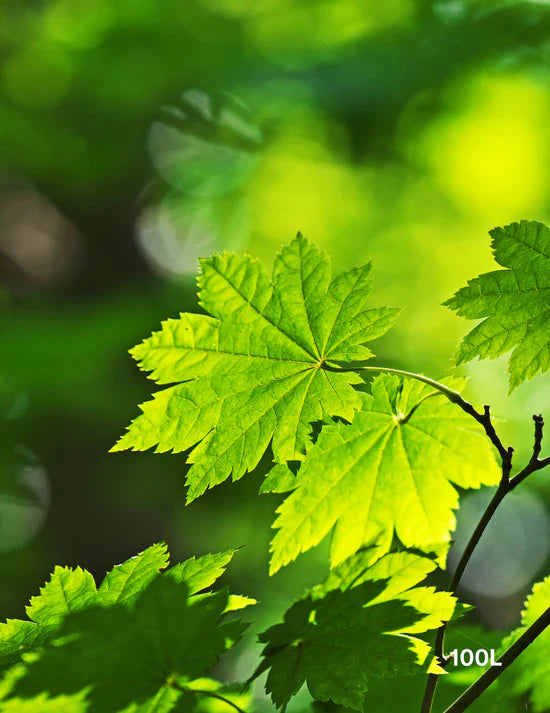 How to Pick the Right Spot for a New Tree