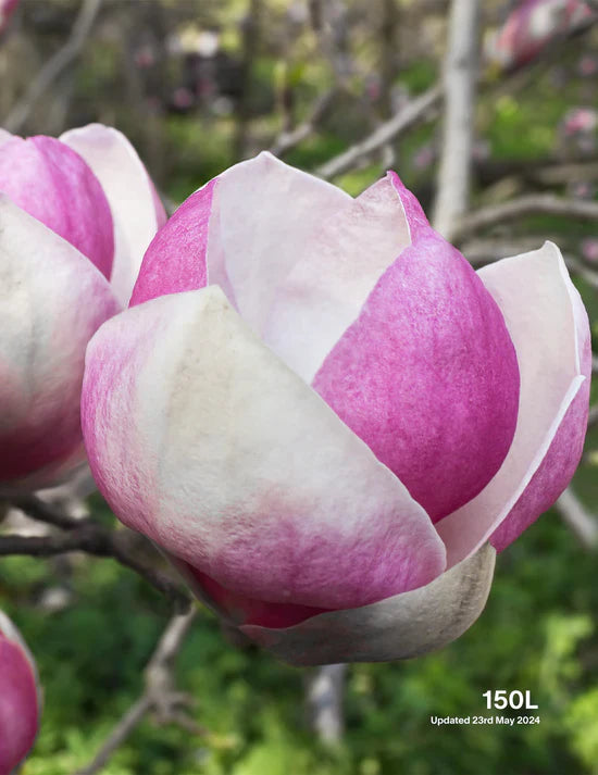 A Blooming Guide to Magnolias for Australian Gardens