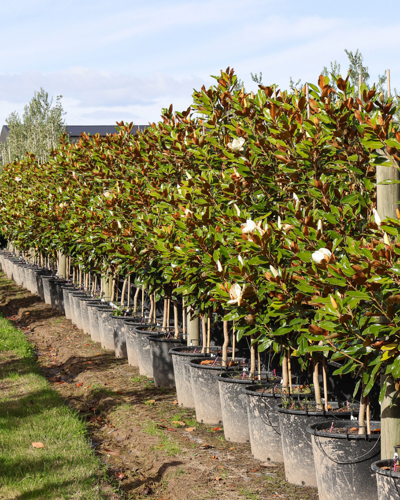 Magnolia Little Gem vs Teddy Bear: Which Evergreen Magnolia Suits Your Garden?