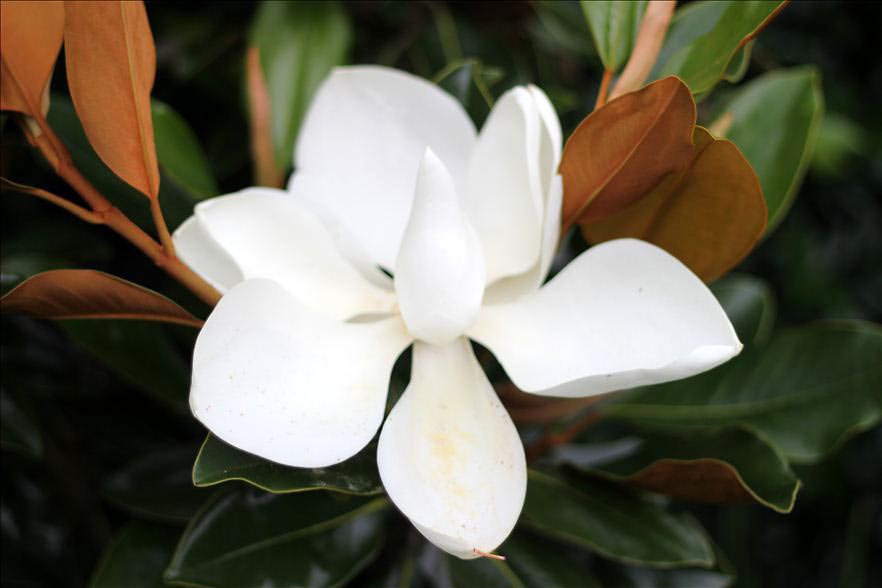 Perfect Trees for Small Gardens and Urban Spaces