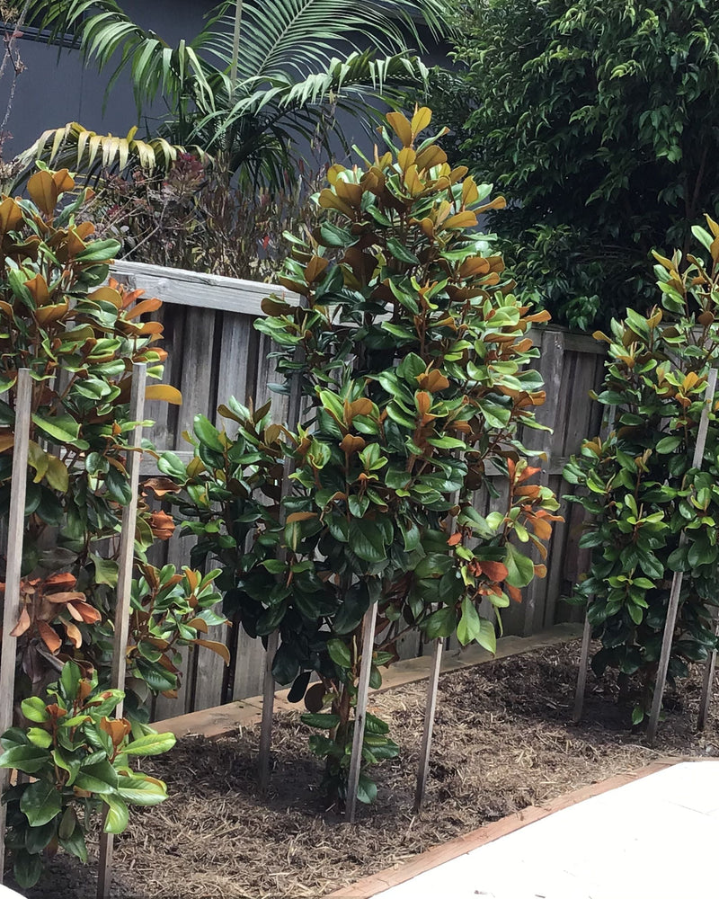 How to Plan a Garden That's Easy to Maintain