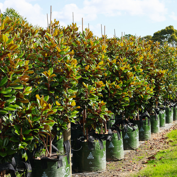 Magnolia Teddy Bear Growth Rate