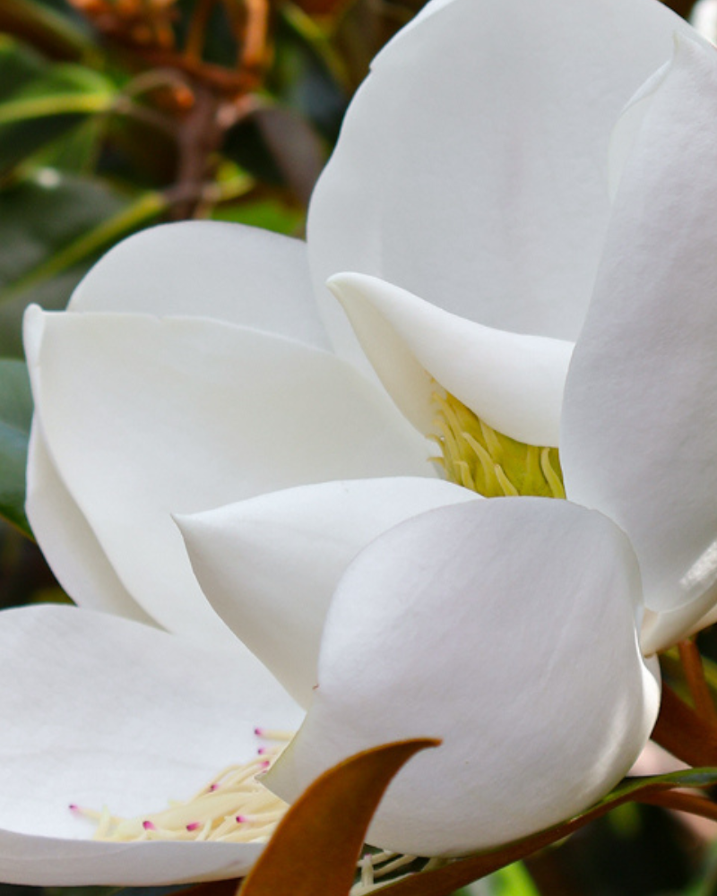 How to Create an Evergreen Border
