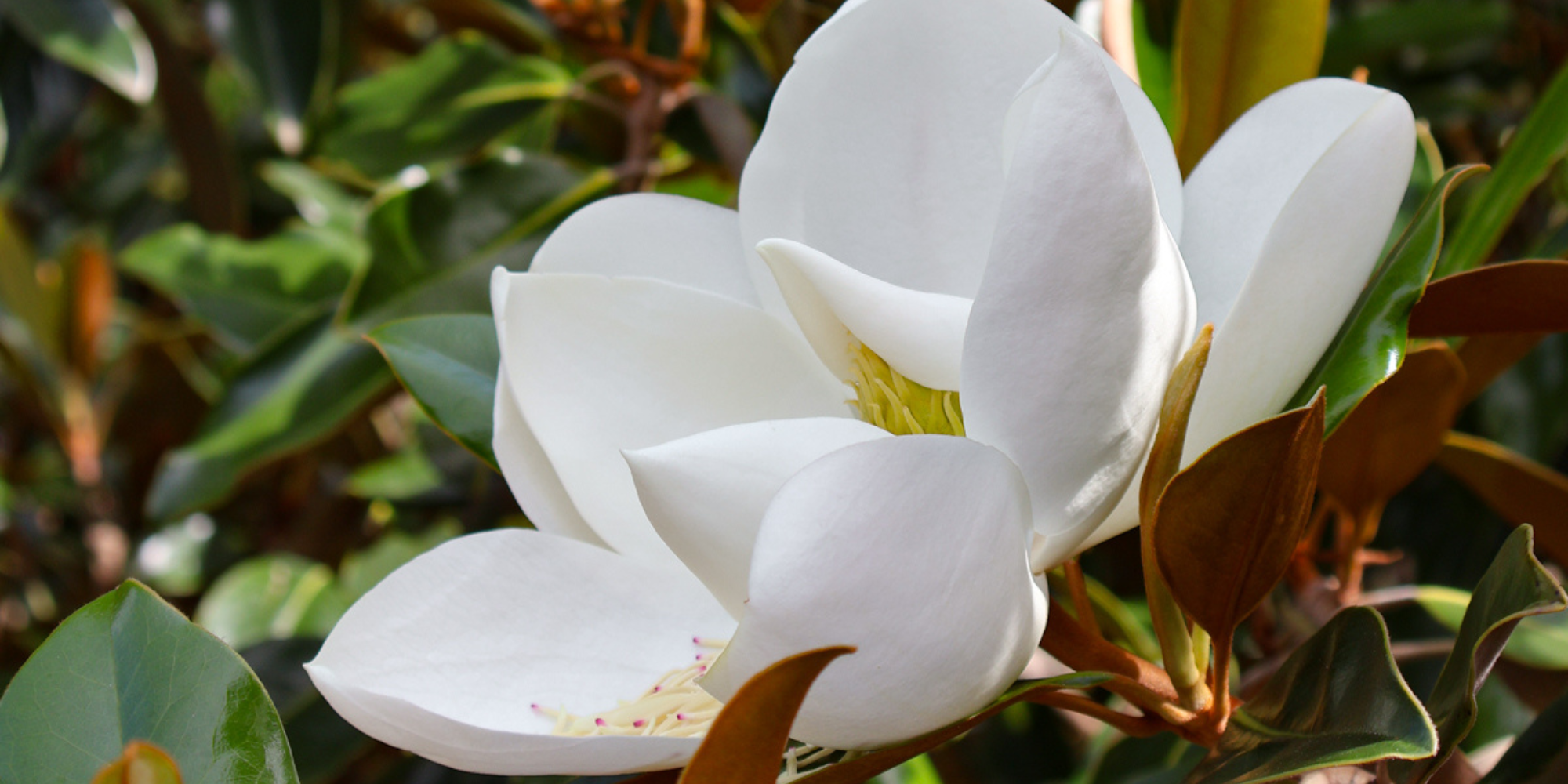 How to Create an Evergreen Border