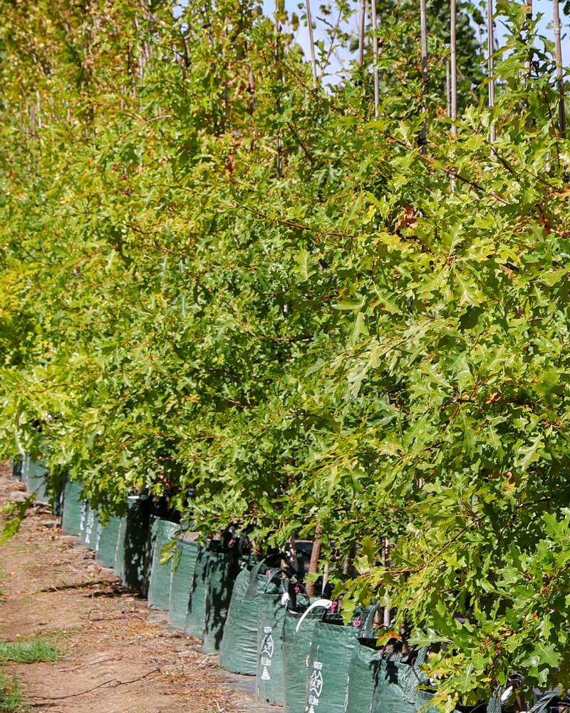 Best Shade Trees for Australian Gardens
