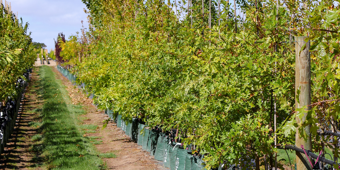 Best shade trees for Australian gardens