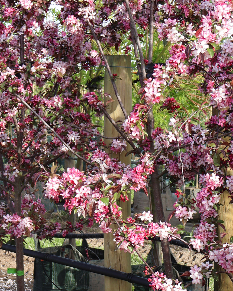 How to Incorporate Trees into Your Modern Landscape Design