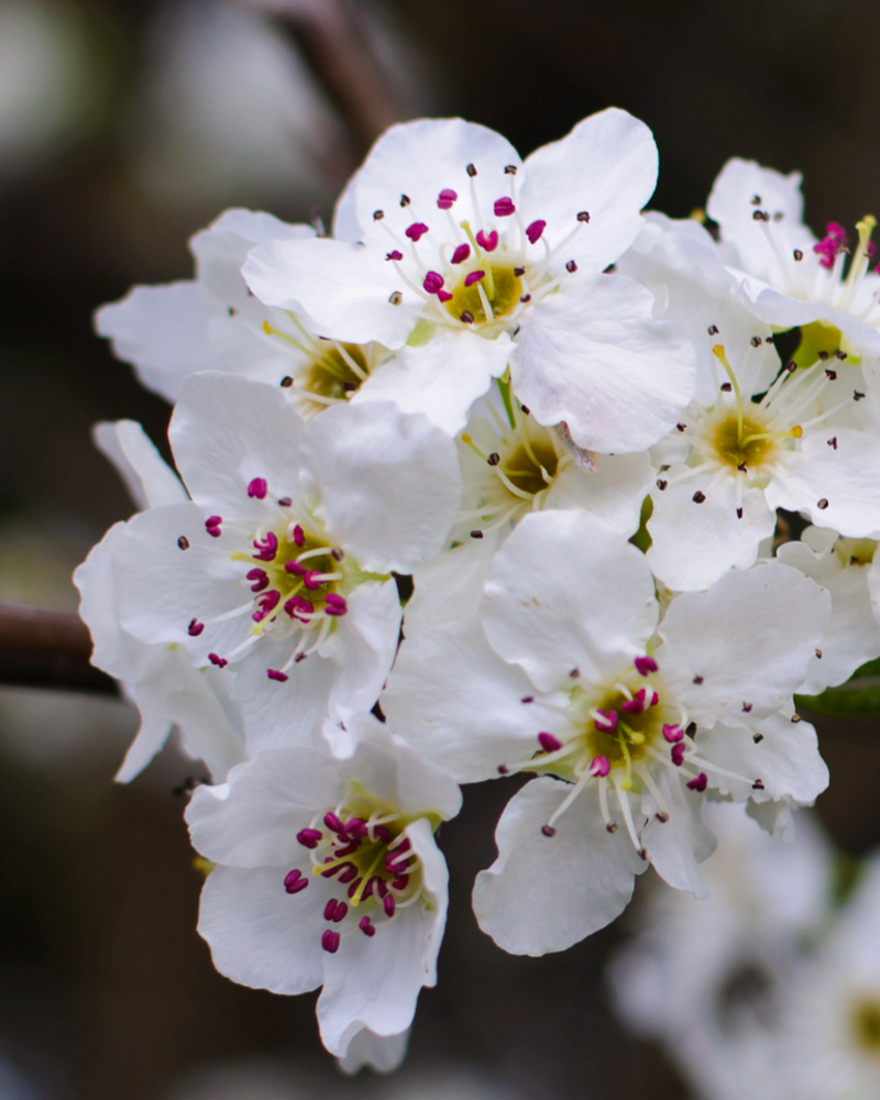 Manchurian Pear: A Complete Guide to Planting and Care