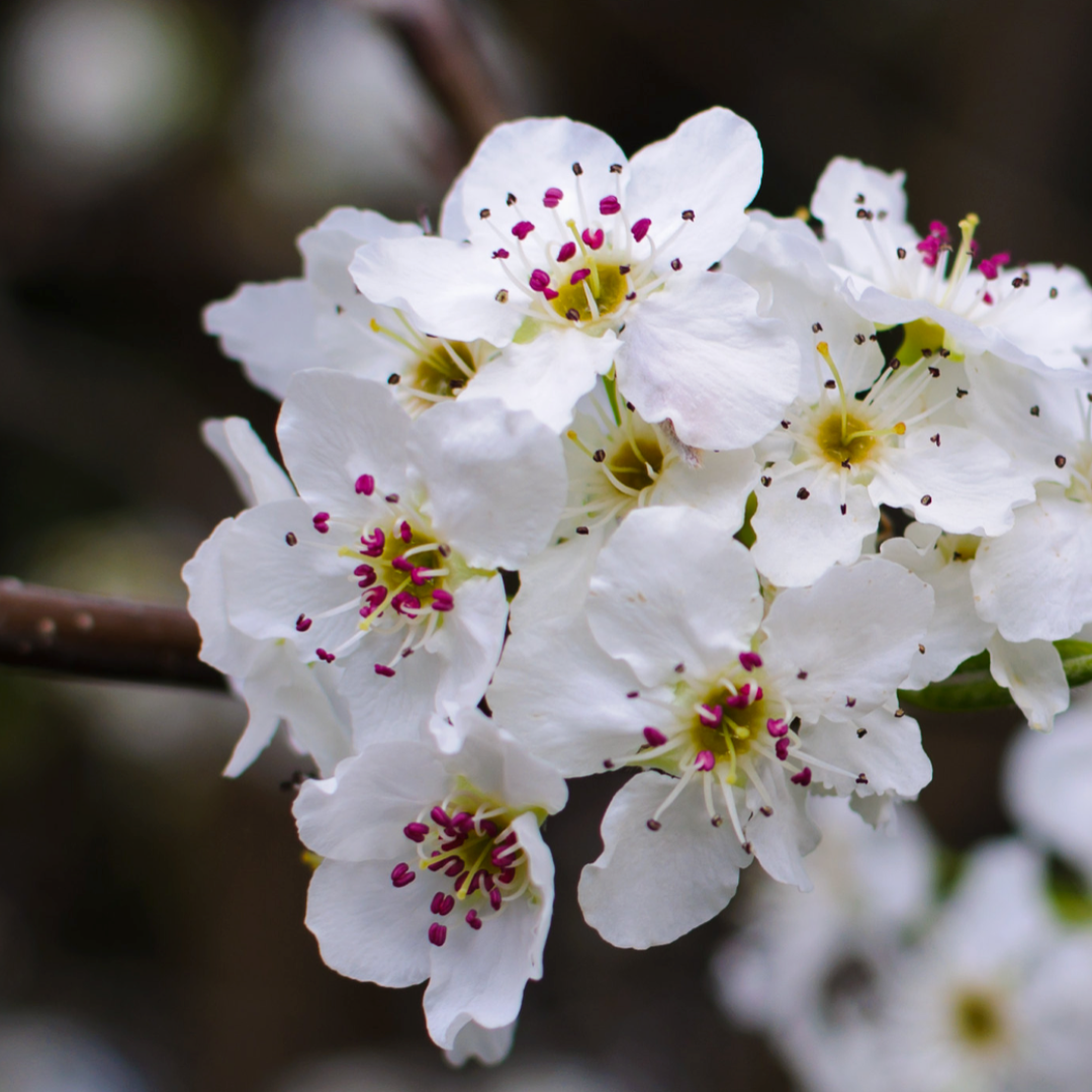 Manchurian Pear: A Complete Guide to Planting and Care