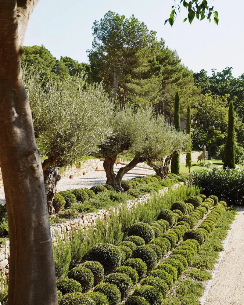 Creating a Mediterranean Garden in Australia