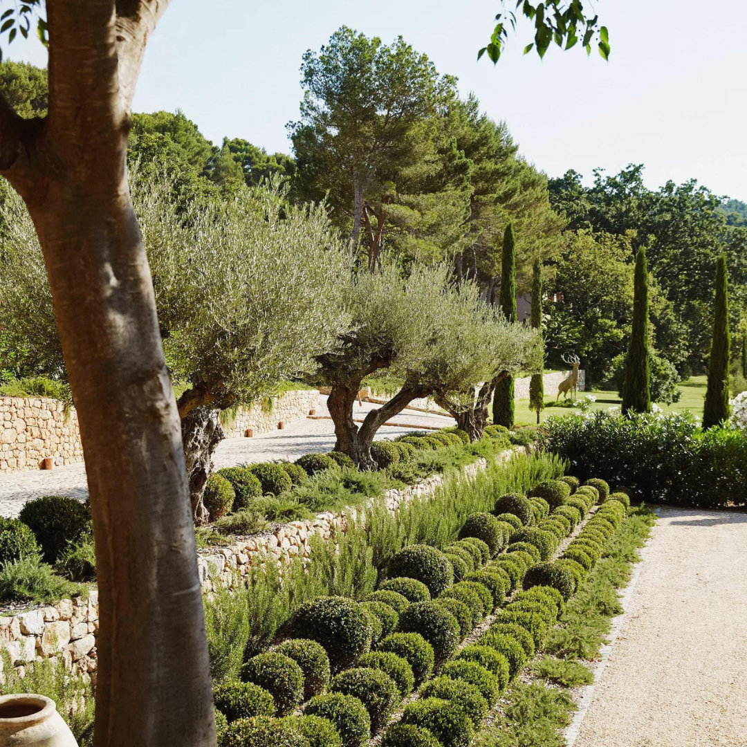 Creating a Mediterranean Garden in Australia